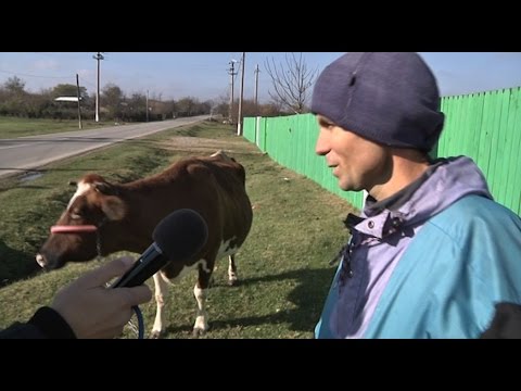 Video: De Ce O Vacă Este Un Animal Sacru