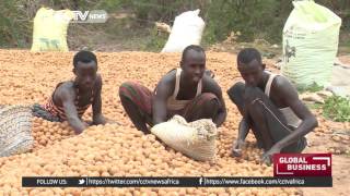 Somalia lemon farmers strive to secure Middle East market