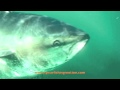 Bluefin tuna freediving underwater best of apne avec des thons rouges