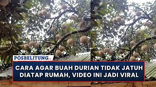 Cara Agar Buah Durian Tidak Jatuh Diatap Rumah, Video Ini Jadi Viral