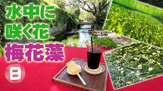 梅花藻バイカモ【調査シリーズ】水温14℃前後の清流にしか育たない