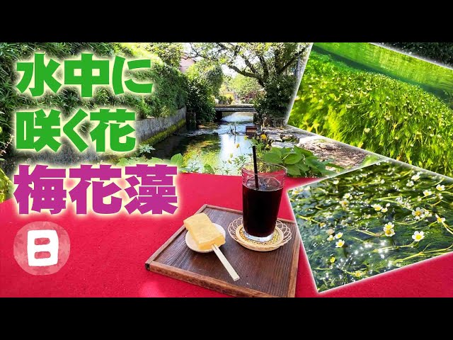 梅花藻バイカモ【調査シリーズ】水温14℃前後の清流にしか育たない