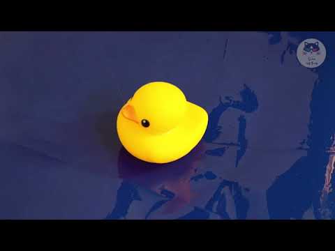 [video for cat] show this duck video and water sound to your kitty cat / cat game, cat, cat music