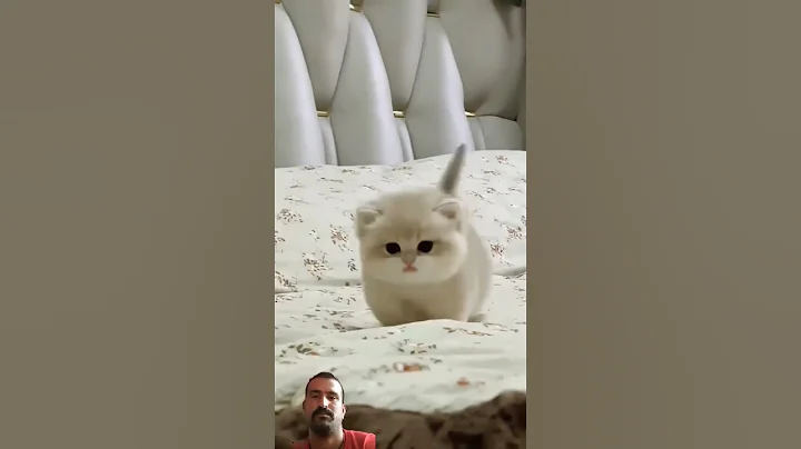 Video 10215411: cute baby kitten sound, cat funny animals