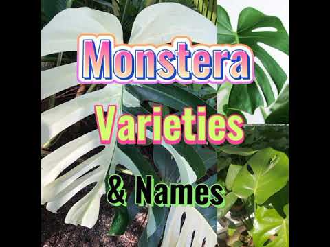 Wideo: Rodzaje Monstery (36 Zdjęć): Odmiany, Odmiany I Ich Nazwy. Charakterystyka Monstera Delicosis I Innych Gatunków. Cechy Mini Monstera
