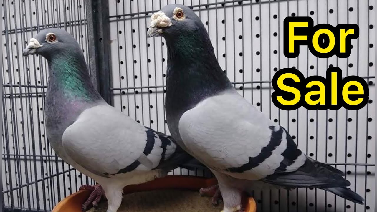 Racing Pigeons for sale in Pakistan 2023 Racer Pigeon for Sale YouTube