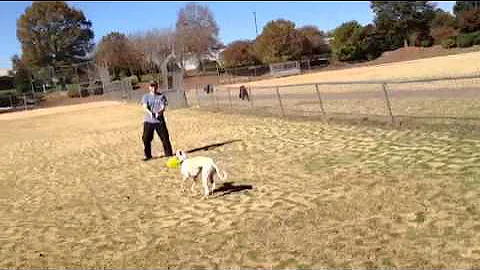 Newman the Whippet Plays Frisbee