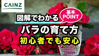 バラの育て方 薔薇の栽培 初心者でも安心 カインズ花図鑑 Youtube