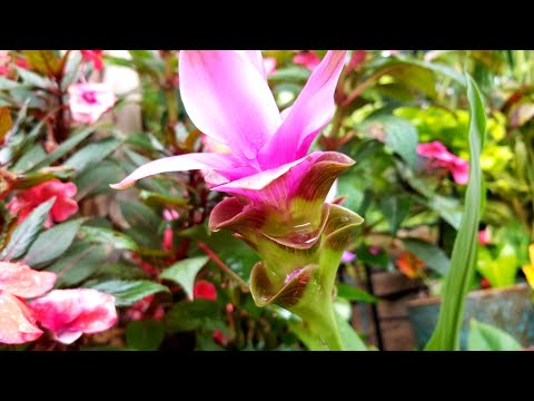 Videó: Curcuma Alismatifolia – Sziámi tulipán növények termesztése
