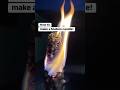 How to make a mullein flower candle! 🔥🌼(Verbascum thapsus) #survival #forage #prepper #seeds