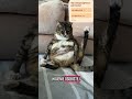 Foka preferuje karmę bez zbóż 🌾 ⛔ wyszło to na zdrowie! #bodypositivity #bodybuilding #adopcja #cat