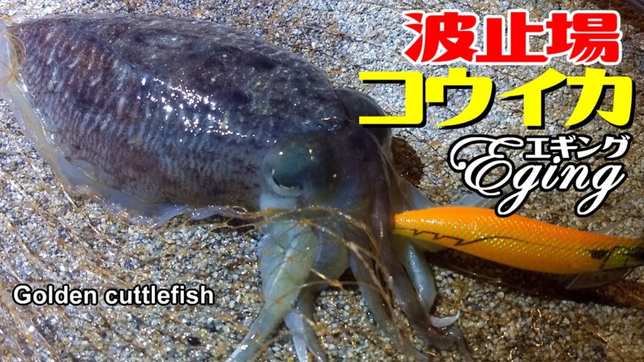 Japanese Spineless Cuttlefish Hunter Youtube