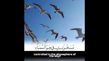 (ألم يروا إلى الطير مسخرات في جو السماء) تلاوة تذهب بك للتفكر بقدر الله عز وجل / ياسر الدوسري