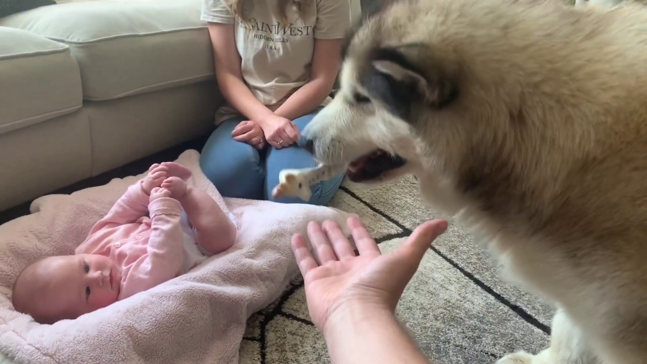 Dog Steals My Baby's Toys Repeatedly (Cutest ever!) YouTube
