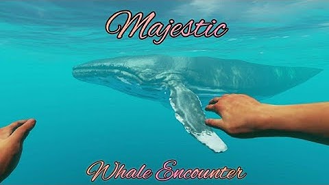 Whale Encounter in Stranded Deep
