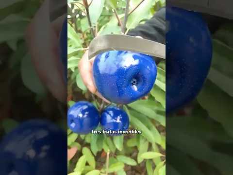 Las Frutas Asiáticas