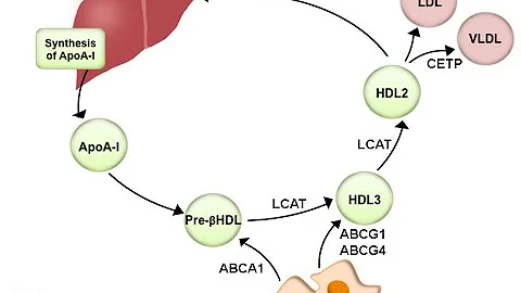 High Density Lipoprotein Metabolism and Reverse Cholesterol Transport