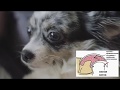 КАК СТРИЧЬ КОГТИ СОБАКЕ | ЧИХУАХУА СОФИ