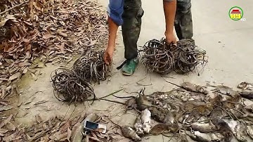 Diệt chuột hiệu quả bằng phương pháp thủ công