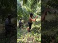 Harvesting oil palm fruit part 19