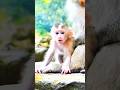 इतना Cute Baby Monkey कभी नहीं देखा 🐒😍 | shorts #monkey #cuteanimals #babyanimals #animalworld