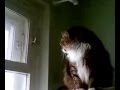 Кот открывает форточку