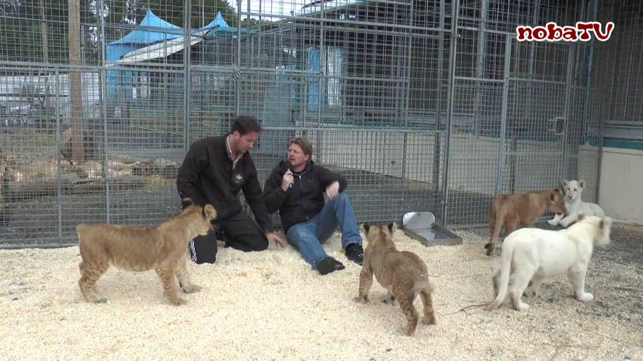 Nachwuchs bei den Seelöwen in der Wilhelma