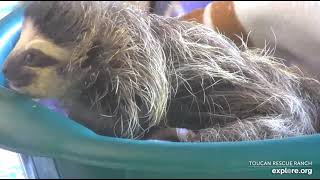 Rescued baby sloth Robin gets a close-up while waiting for his milk. So CUTE!!  Recorded: 04\/23\/23