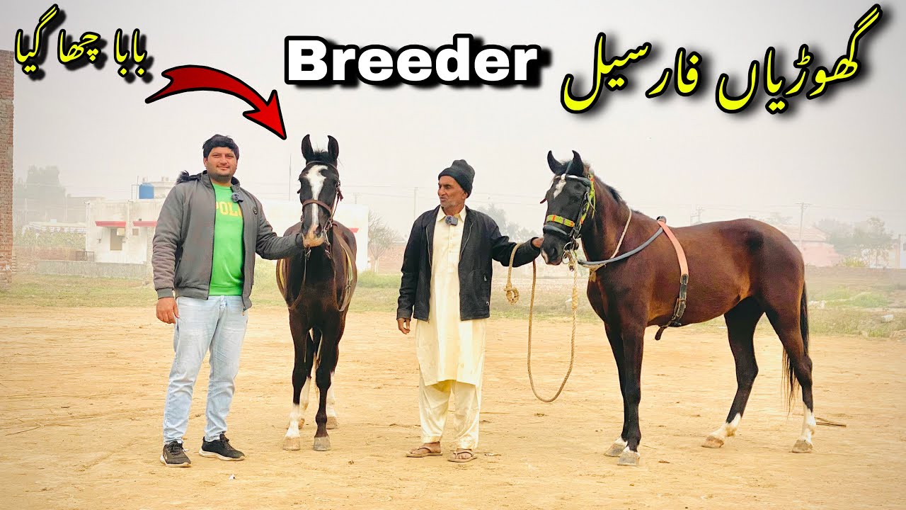 Horse For Sale In For Sale | Breeder Ghordiya For Sale | Desi Horse For Sale | Mushqan Ghoriya sale