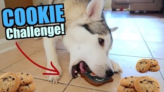 How Fast Can 2 Huskies Eat Cookies?
