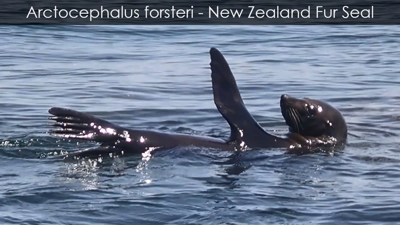 Arctocephalus forsteri - New Zealand Fur Seal