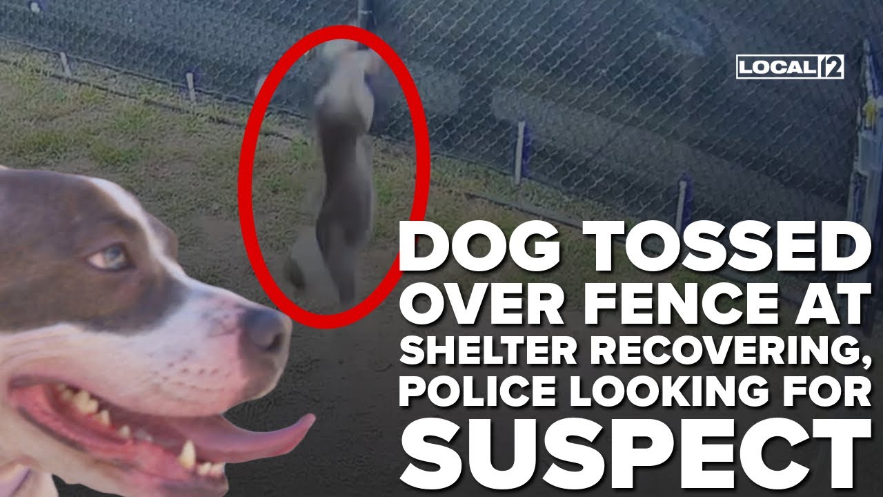 Dog tossed over fence at Greater Cincinnati shelter recovering, police ...