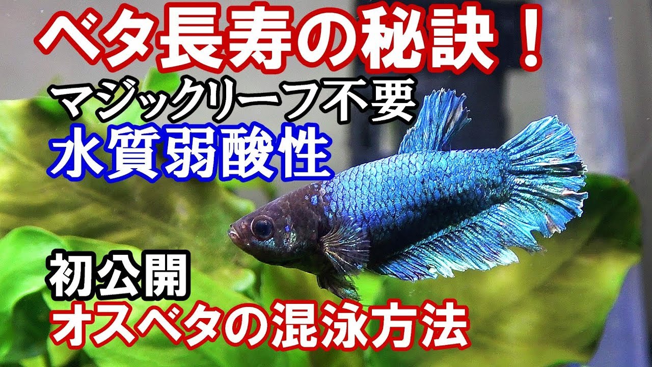 ベタの飼育方法 長寿のベタ混泳水槽とは 徹底解剖 生後2年10か月 アクアリウム Youtube