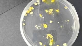EC Physarum1