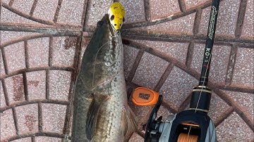 Thời tiết mát mẻ cái là giật cháy nách ngay 😂#câulure #fishing #lurefishing #fish