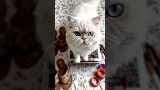 Grumpy White Persian Cat Makeup Chaos on Laptop Cinematic Pet Short #GrumpyCat #PersianCat #CuteCat