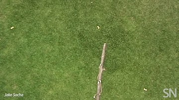 Watch a flying snake slither through the air | Science News