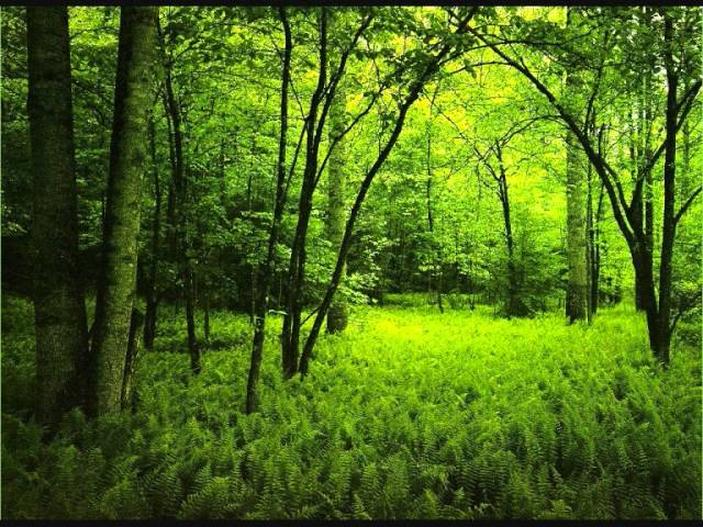Morning in the forest - over one hour of relaxing forest sounds - YouTube