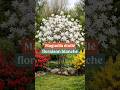 Le Petit Magnolia Parfait Pour Un Jardin Fleuri Le Magnolia Stellata mp3