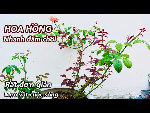 Cách Trồng Hoa Hồng RỄ TRẦN Nhanh Đâm Chồi đơn giản Ai cũng làm được