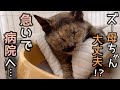 ズー母ちゃん調子悪いので病院へ行くと衝撃の結果が…
