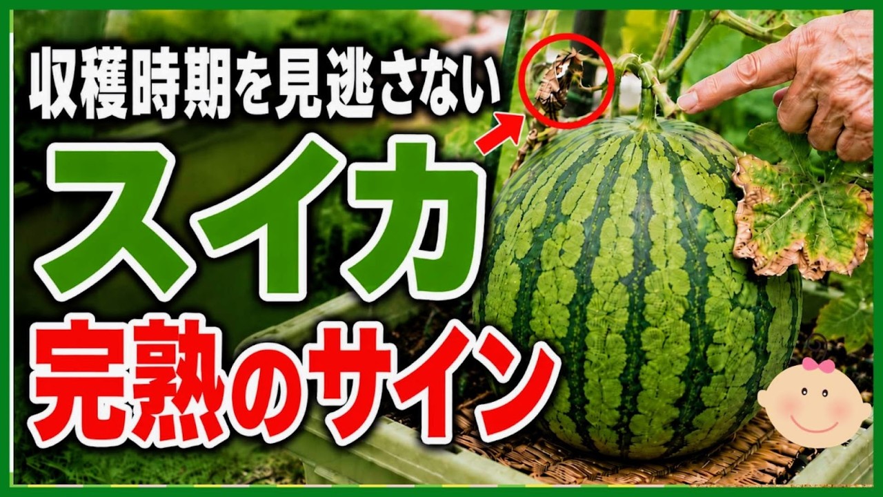 【知らないと大損!】簡単にスイカの収穫時期を見極める3つの秘策♪玉返しのコツ~初心者・家庭菜園〜