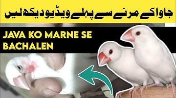 Java finch kiyu marti he | java bird treatment | how to care java sparrow from virus