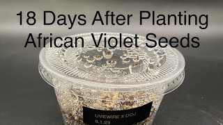 African Violet Hybridizing 18 Days After Planting Seeds