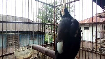 pancingan jalak suren suara alam liar