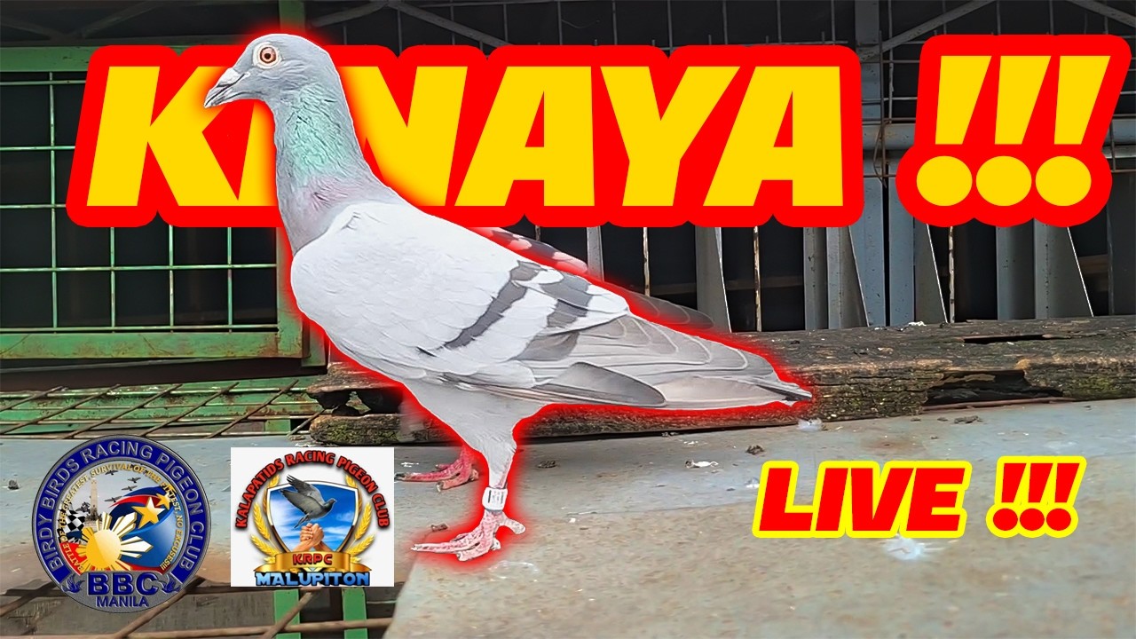 4TH LAP DERBY !! MATNOG & LEGASPI !! BBCM KRPC !!