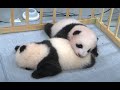 ハイハイできるようになったよ　双子のジャイアントパンダ　生後75日齢
