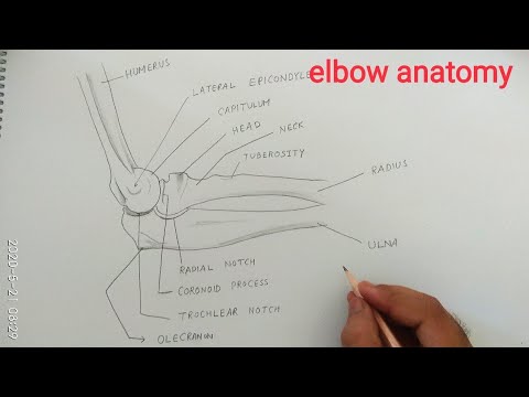 Video: Elbow Bones Anatomy, Diagram & Function - Kroppskartor