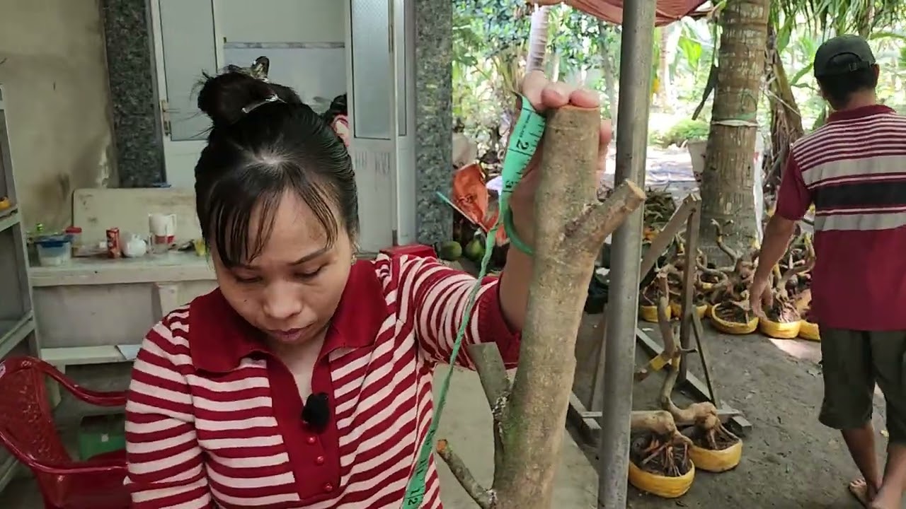 3/3 Chị Vân 0857703620 mai phôi bonsai dáng đế đẹp giá xổ rẻ