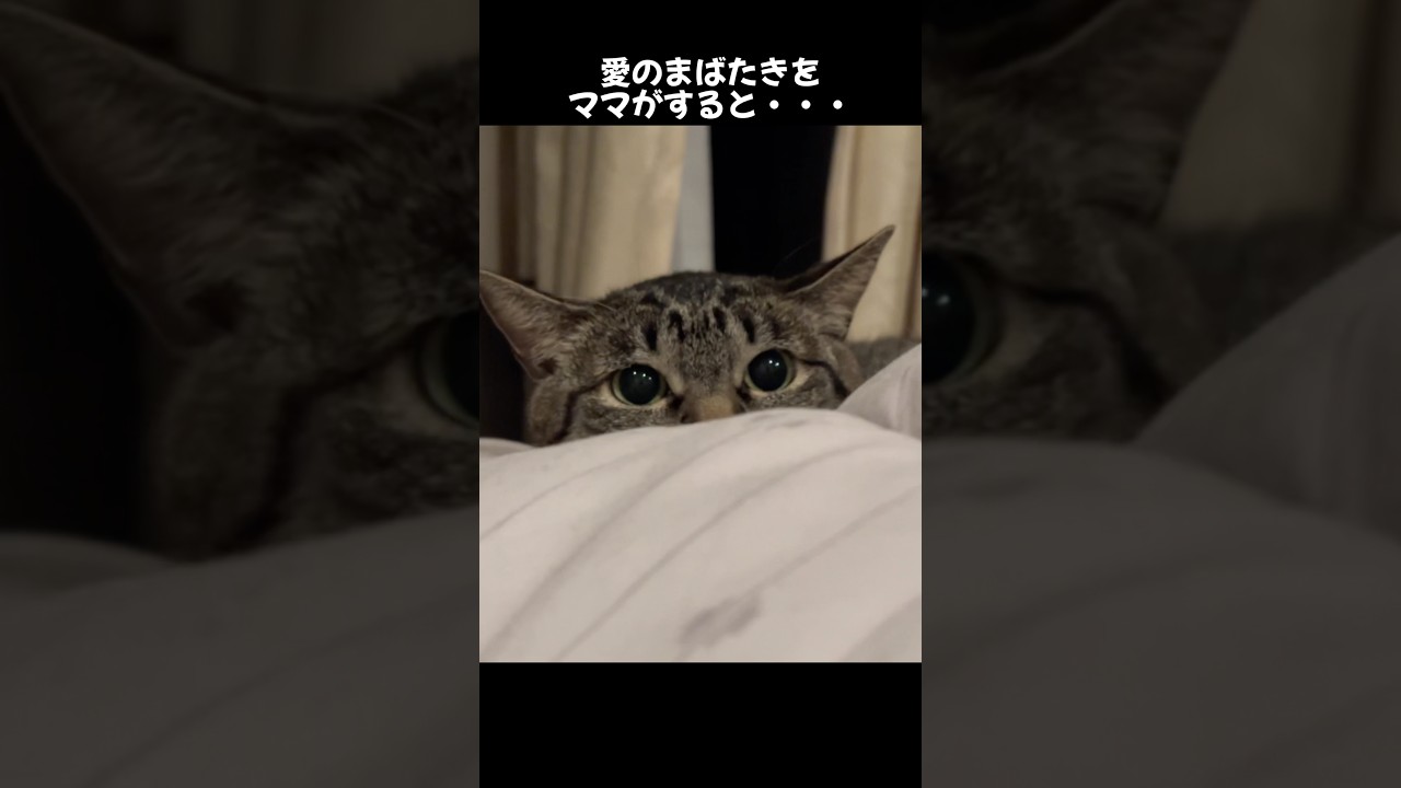 怖がりシャー猫の最高な愛情表現❤️元野良猫マリー😻ピノと仲良しに #保護猫 #猫のいる暮らし #猫